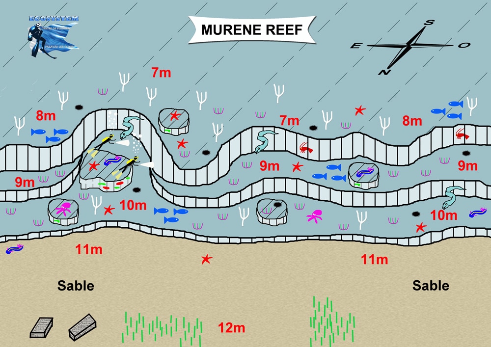 Le plan du site de plongée Murène reef à palavas